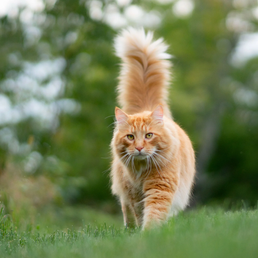 Un harnais pour chat, quelle solution ?