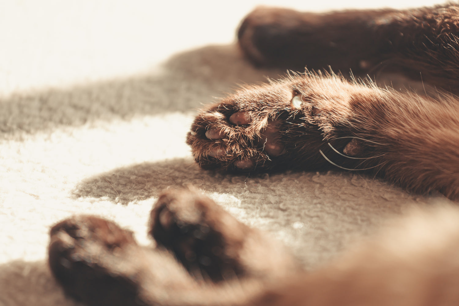 chat boutique heureux